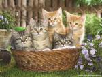 Basketful_of_Tabby_Kittens