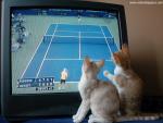 Tennis_Kittens