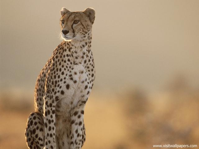 Cheetah_09