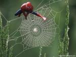 spider-man_68