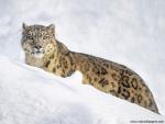 Snow_Leopard_01