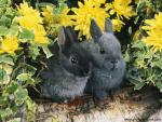 Dwarf_Rabbits