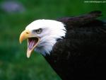 Screaming_Eagle