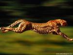 Cheetah_14