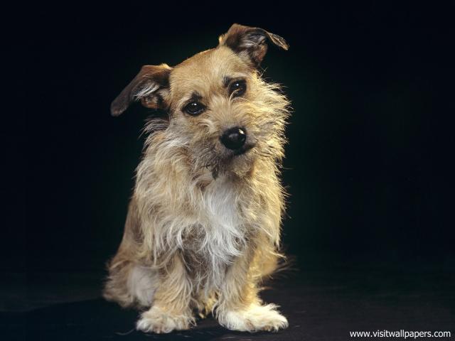 Mixed_Breed_Terrier_01