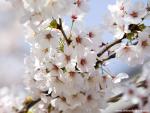 Cherry_Blossoms_02