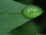 Water_Drop_on_Leaf