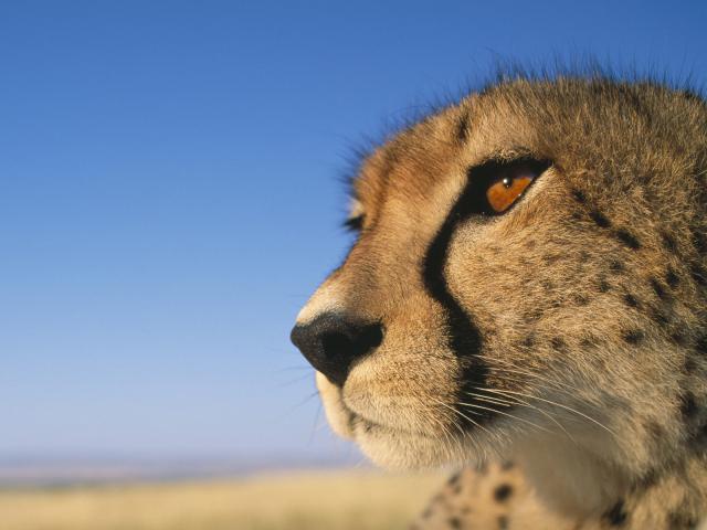 Cheetah_20