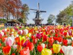 Colorful_Tulips_05