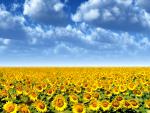 Sunflower_Field_08