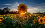 Sunflower_Field_10