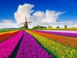 Colorful_Tulips_06