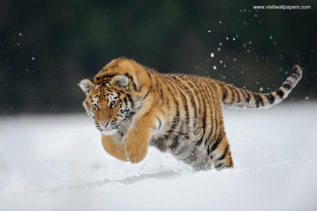 Tiger_136