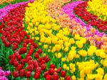 Colorful_Tulips_08