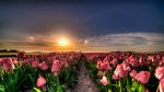 Colorful_Tulips_09