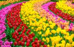 Colorful_Tulips_11
