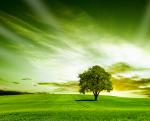 The colour of green Wallpapers 