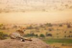 Cheetah_36