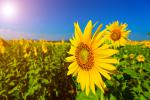 Sunflower_Field_16