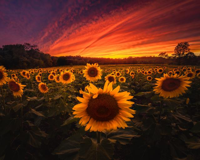 Sunflower_Field_17