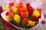 Colorful_Tulips_17