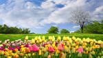 Colorful_Tulips_19