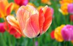 Colorful_Tulips_21