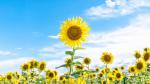 Sunflower_Field_19