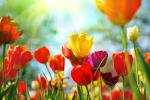 Colorful_Tulips_24