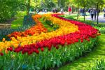 Colorful_Tulips_25
