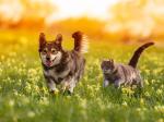 Dogs  Wallpapers