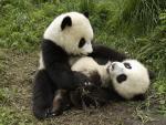 Playful_Pandas