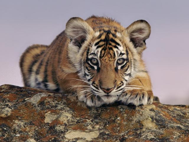 Tiger_27