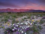 Alpenglow, Santa Rosa Mountains, Anza Borrego Desert State Park, California