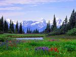 Alpine Wildflowers, Rocky Mountains, British Columbia
