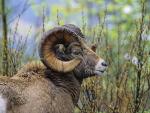 Bighorn Sheep Ram, British Columbia