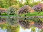 Blooming Fruit Trees Reflected in Spring, Near Toledo, Ohio