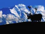 Caribou and Mount McKinley, Denali National Park, Alaska