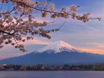 Cherry Blossoms, Mount Fuji and Kawaguchi Lake, Kansai, Japan
