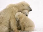 Cuddling Polar Bear Mother and Cubs