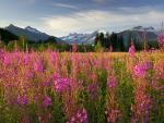 Fireweed, Brotherhood Park, Mendenhall Peaks, Juneau, Alaska