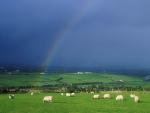 Grazing Sheep Beneath a Rainbow, Ireland