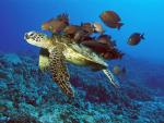 Green Sea Turtle Being Cleaned by Reef Fishes, Hawaii