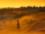Morning Mist Over the Barrens, Near Thelon River, Northwest Territories