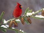Northern Cardinal in Winter, Michigan