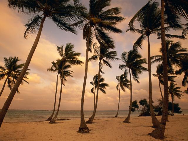 Palm Trees, Punta Cana, Dominican Republic