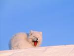 Polar Fox in the Snow, Northwest Territories