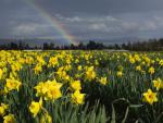 Rainbow Over Daffodils, Saanich Peninsula, Vancouver Island, British Columbia