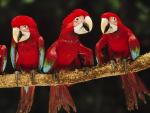Red and Green Macaws, Tambopata National Reserve, Peru