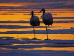 Red-Crowned Cranes Resting at Sunset, Qiqihar, China